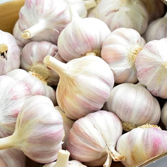 1 Pound White Hardneck Garlic Bulbs for Planting Fresh High-Yield Hardy Garlic for Garden or Container Growing