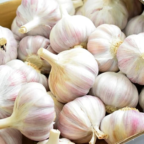 1 Pound White Hardneck Garlic Bulbs for Planting Fresh High-Yield Hardy Garlic for Garden or Container Growing