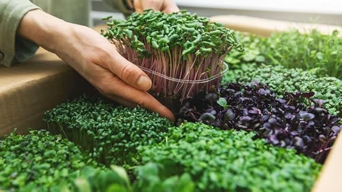 Gardenera Premium Organic Microgreens Potting Mix: Canadian Peat Moss Cococoir Perlite and More - 3 Quart