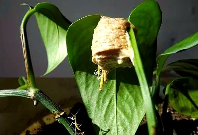 Mantis Eggs with a Free Observation Hatching Pack – Equipped with a Transparent Window Pocket to Observe The Hatching Process Each Ootheca can Produce up to 400 Baby mantises (3 Wood)