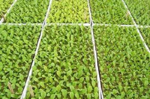 RSI Hydroponic Seed Trays 242 Plugs 2 Pack