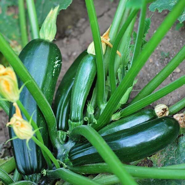 TomorrowSeeds - Black Beauty Zucchini Seeds - 1 Pound ~ 3400+ Count - for 2026 Planting AAS Winner Dark Green Summer Squash Courgette Bush Garden Vegetable Fresh Grow Your Own Home Farm Patio Healthy
