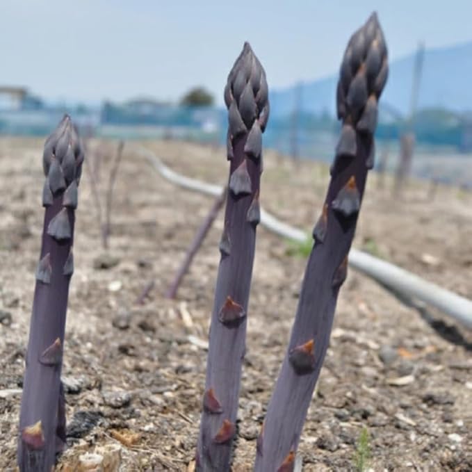 20 Purple Asparagus Roots - Bare Root Asparagus Crowns for Planting Perennial Vegetable Plants for Outdoor Garden