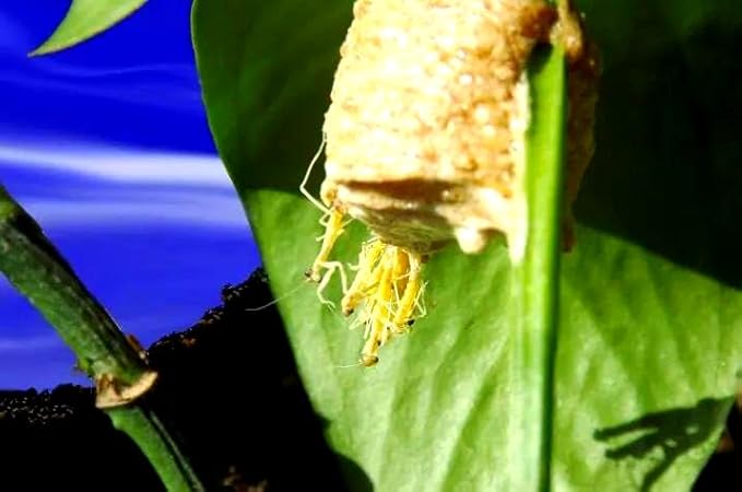 Mantis Eggs with a Free Observation Hatching Pack – Equipped with a Transparent Window Pocket to Observe The Hatching Process Each Ootheca can Produce up to 400 Baby mantises (2 Wood)