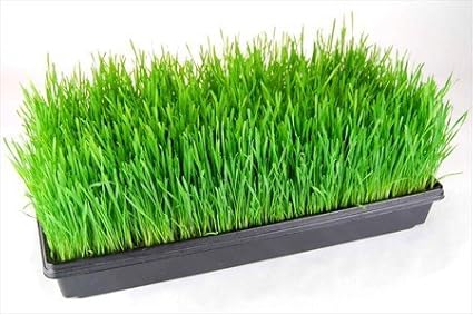 10 Pack of Durable Black Plastic Growing Trays (Without Drain Holes) 21 x 11 Perfect Garden Seed Starter Grow Trays: for Seedlings Indoor Gardening Growing Microgreens Soil or Hydroponic.