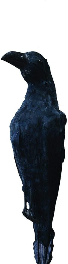 22 inch More Large Size Realistic Hanging Dead Crow Decoy for CrowsPerfect Halloween Decorations！