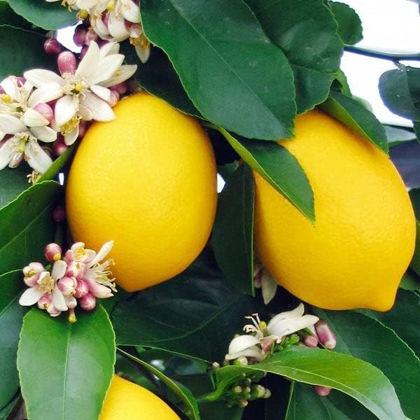 Gardenera Lemon Tree Potting Mix - The Ultimate Growing Environment for Your Citrus Limon Trees [4 Quart Bag]