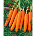 Scarlet Nantes Carrot NON GMO (10 Lbs)