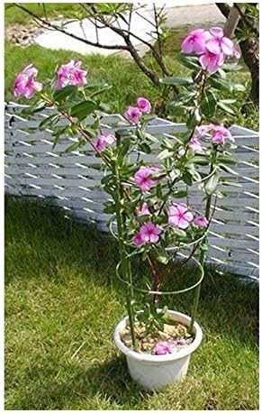 Tomato Cage Plant Support Ring Garden Trellis Flower Iron Support Climbing Plant Grow Cage Green Supporter Climbing Plants Set of 3 (3pack-30'')