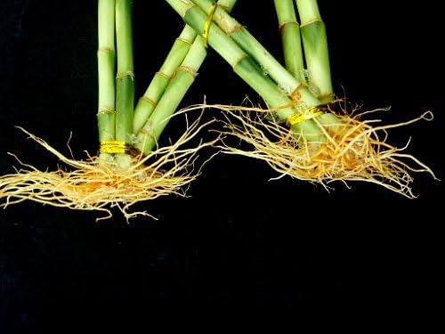 1 Set of Fence ( Palm or Trellis) Lucky Bamboo for Feng Shui or Gifts