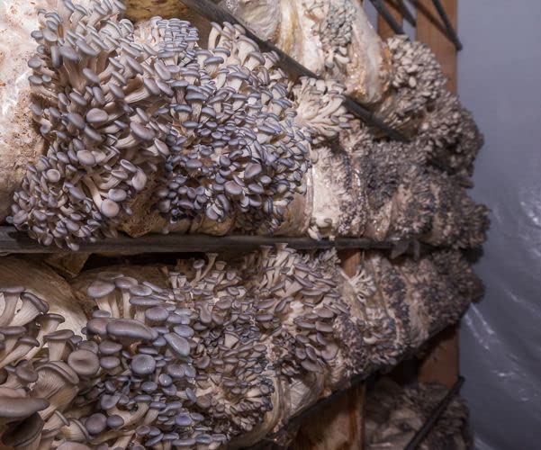 Far West Fungi Oyster Mushroom Mini-Farm Grow Kit 5lbs Non-GMO Easy to Use Grow Your Mushrooms at Home Tree Oyster Produced by Real Farmers in California Indoor