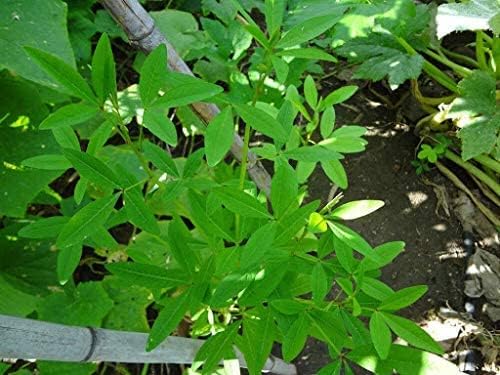100 CHIPILIN Guatemalan Vegetable Seeds