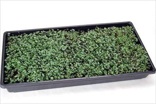 Living Whole Foods 100 Plant Growing Trays (No Drain Holes) - 20inches x 10inches - Perfect Garden Seed Starter Grow Trays: for Seedlings Indoor Gardening Growing Microgreens Wheatgrass &amp More