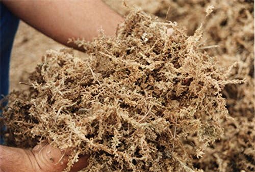 Peruvian Moss: Organic Sphagnum Moss for Orchids Succulents Indoor Plants &amp Reptile Substrate - 1 Kilo