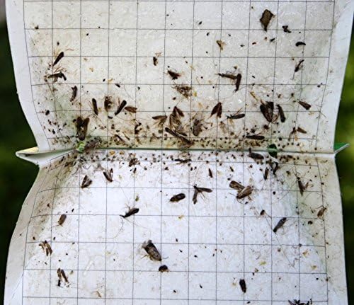 VivaTrap VT-106 Codling + Oriental Fruit Moth Trap &amp Lure (2 Pack 8 Week)