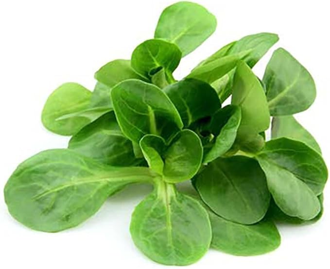 Mache - Large Leaves Variety and Best for Overwintering in The Cold Northeast - Corn Salad - 300 Seeds (Pack of 2)