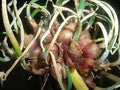 Heirloom Egyptian Walking Onions Prolific Reproducers NON GMO 20 Bulbils