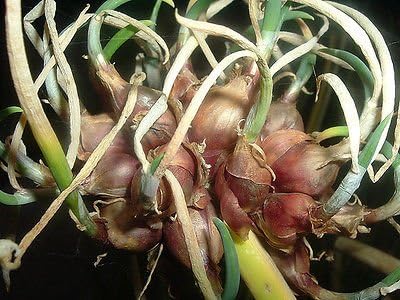 Heirloom Egyptian Walking Onions Prolific Reproducers NON GMO 20 Bulbils