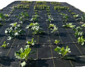 Hoss Lazy Garden Ground Cover 15' X 20'