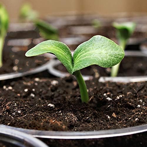 Coast of Maine 8qt (Pack of 8) Sprout Island Blend Organic &amp Natural Seed Starter for Seed Germination &amp Root Plant Cuttings