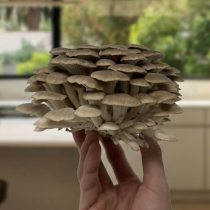 Forest Origins Brown Oyster Mushroom Grow Kit Harvest Gourmet Mushrooms in 10 Days Beginner Friendly Handmade in California USA Unique Gift