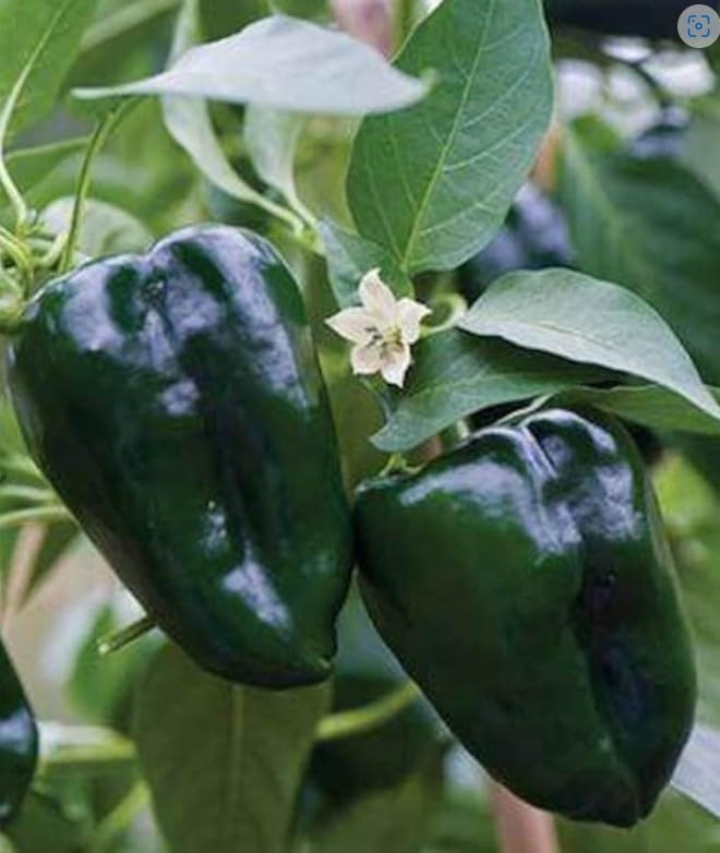 Healthy Well Established Anchor Poblano Live hot Pepper Plant in 4 Pot