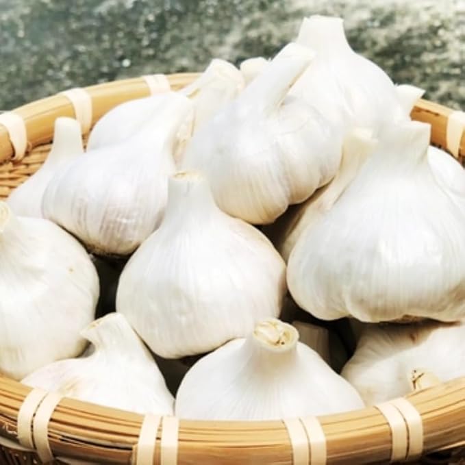 1 Pound White Hardneck Garlic Bulbs for Planting Fresh High-Yield Hardy Garlic for Garden or Container Growing