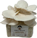 Forest Origins White Oyster Mushroom Grow Kit Harvest Gourmet Mushrooms in 10 Days Beginner Friendly Handmade in California USA Unique Gift
