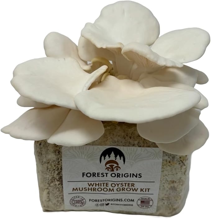 Forest Origins White Oyster Mushroom Grow Kit Harvest Gourmet Mushrooms in 10 Days Beginner Friendly Handmade in California USA Unique Gift