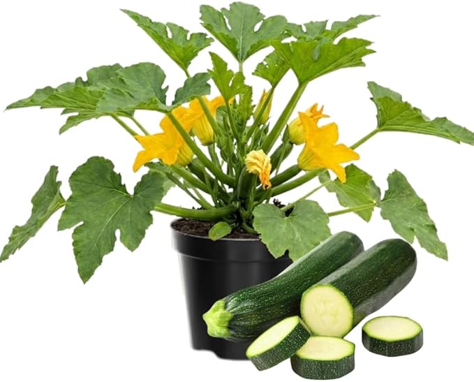 Set 2 Squash Plants Live for Planting Green Zucchini Plants Live for Planting Vegetable Plant 4 Inches Pot