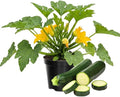 Set 2 Squash Plants Live for Planting Green Zucchini Plants Live for Planting Vegetable Plant 4 Inches Pot