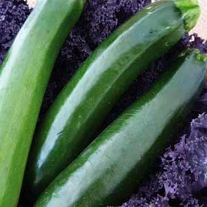 Organic Black Beauty Zucchini Squash - 1 LB ~2700 Seeds - Non-GMO Heirloom Open Pollinated - Vegetable Garden Seeds - AKA: Dark Green Zucchini