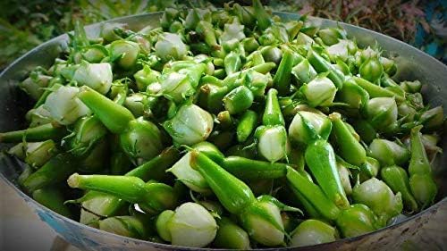 Generic Clove Bean Seeds Kaambhu Kathrikkai SeedsIpomoea muricata Seeds Nithya Vazhuthana SeedsMookuthi avarai Seeds 10 Seeds Brown