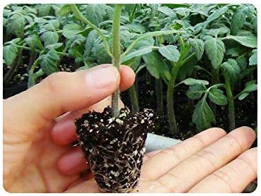 200 Cell Plug Tray 10pcs-Pack Thick Durable Seed Starter Flats Vegetable Fruit Seeds Seedling Plastic Plug Farmer Nursery Trays Propagation