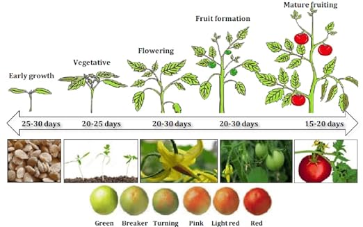 Organic Growing Fertilizer 32 oz CDFA Organic Registered. Plant Care Fertilizer for Vegetable Gardens Like Tomato Cucumber Squash Beans and All Other Plants