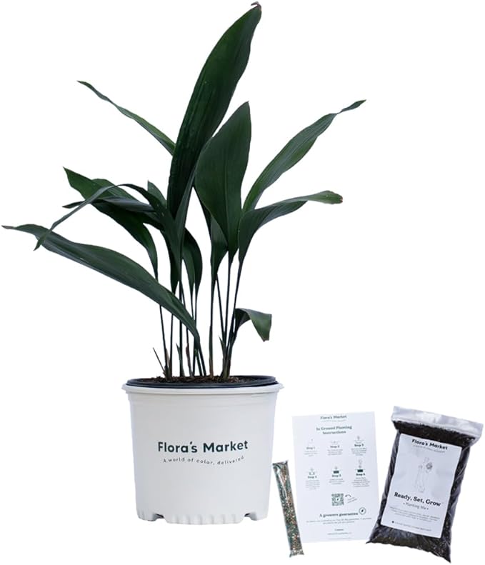 Cast Iron Plant - 3 Gallon - Includes Planting Kit