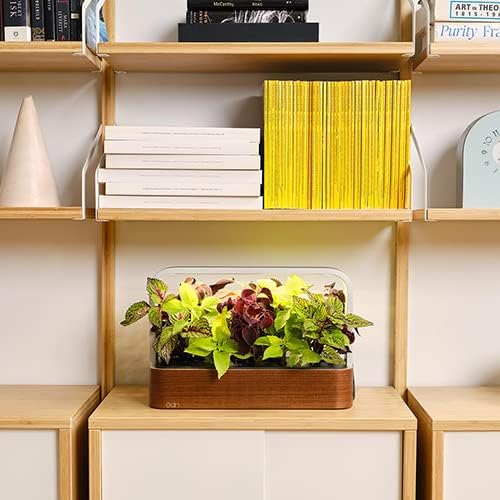 EDN SmallGarden with Basil SeedPods Indoor Grow Smart Garden for iOS Devices - Fresh Home Grown Herbs Plants and Flowers - Grow up to 10 Different Plants at Once