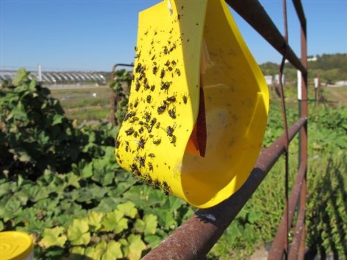 VivaTrap VT-103 Cucumber Beetle Trap &amp Lure (2 Pack)