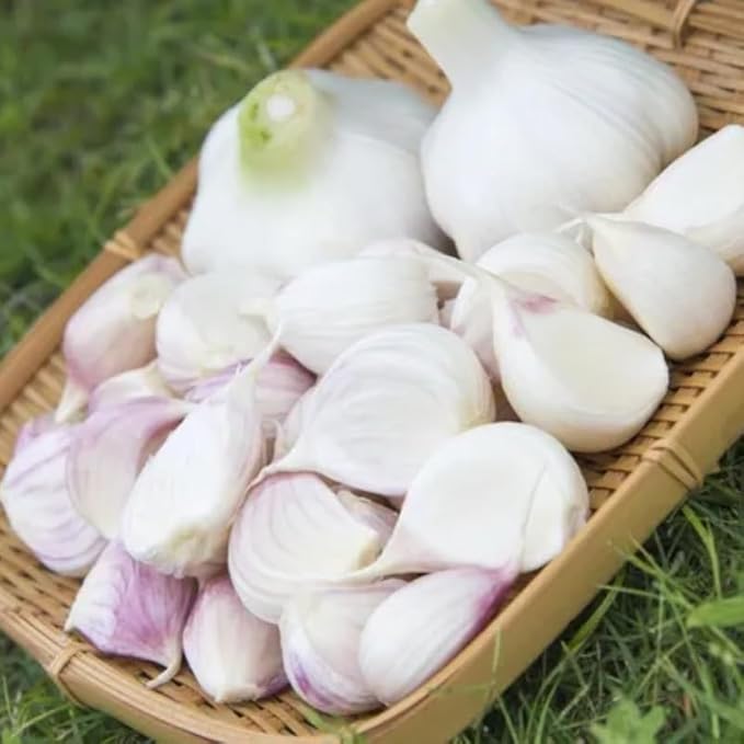 1 Pound White Hardneck Garlic Bulbs for Planting Fresh High-Yield Hardy Garlic for Garden or Container Growing