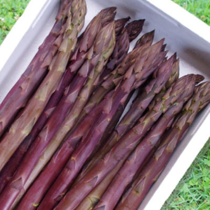 20 Purple Asparagus Roots - Bare Root Asparagus Crowns for Planting Perennial Vegetable Plants for Outdoor Garden