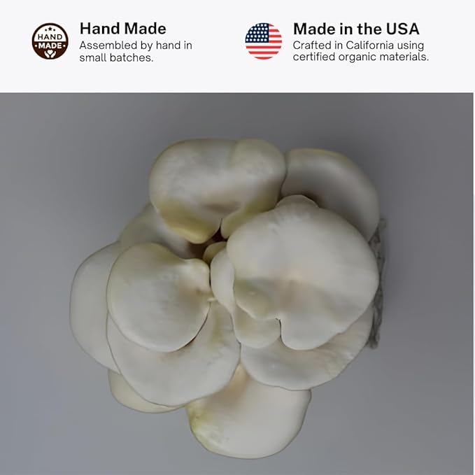 Forest Origins White Oyster Mushroom Grow Kit Harvest Gourmet Mushrooms in 10 Days Beginner Friendly Handmade in California USA Unique Gift