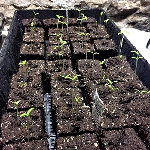 Bootstrap Farmer Mesh Bottom 1020 Trays - 30 Pack Extra Strength Microgreens Soil Blocks Hyroponics