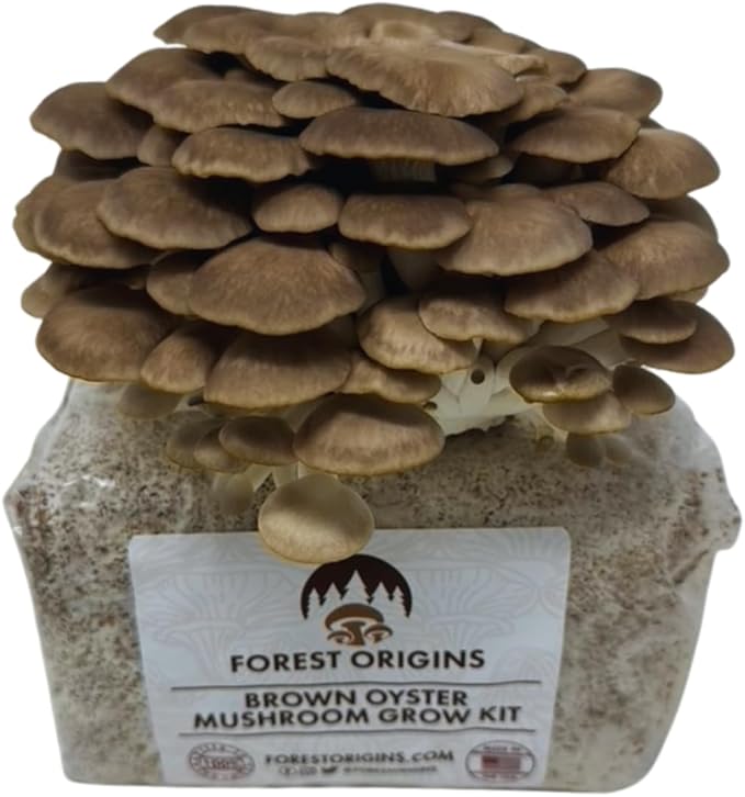 Forest Origins Brown Oyster Mushroom Grow Kit Harvest Gourmet Mushrooms in 10 Days Beginner Friendly Handmade in California USA Unique Gift