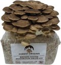 Forest Origins Brown Oyster Mushroom Grow Kit Harvest Gourmet Mushrooms in 10 Days Beginner Friendly Handmade in California USA Unique Gift