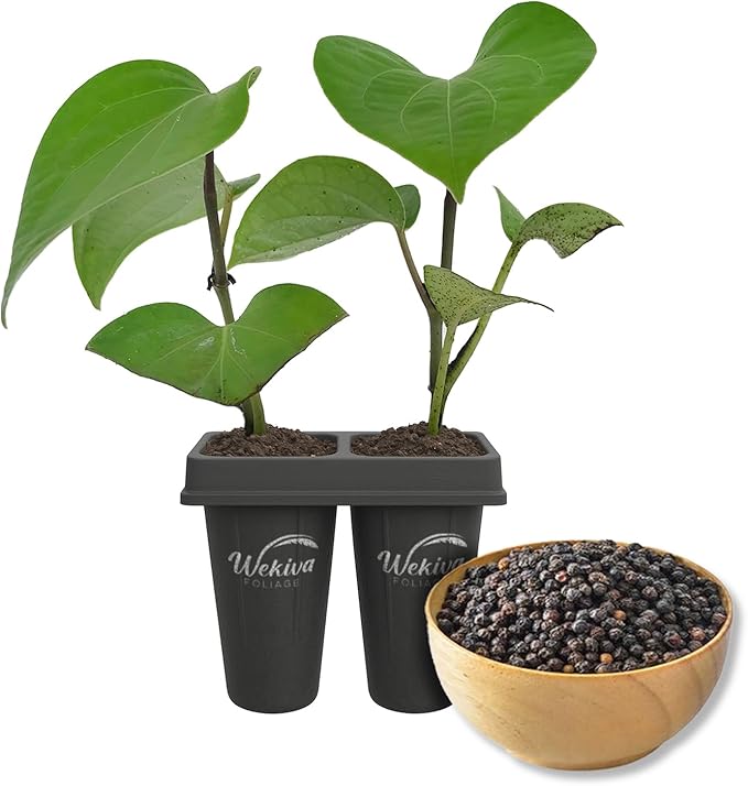Black Pepper Plant - 2 Live Starter Vines - Piper Nigrum - Grow Your Own Spices in The Garden