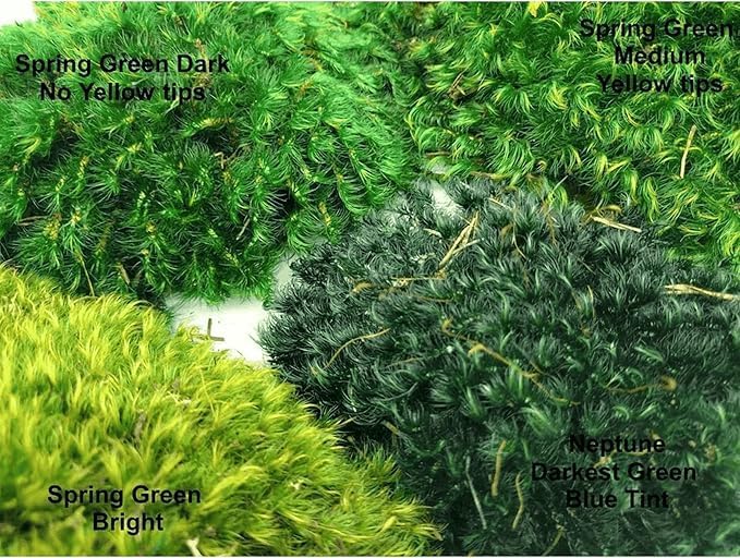 Preserved Mood Moss 4LB Spring Green Collection Natural Dyed for Moss Art Walls Floral Arrangements Terrariums Interior Design Projects