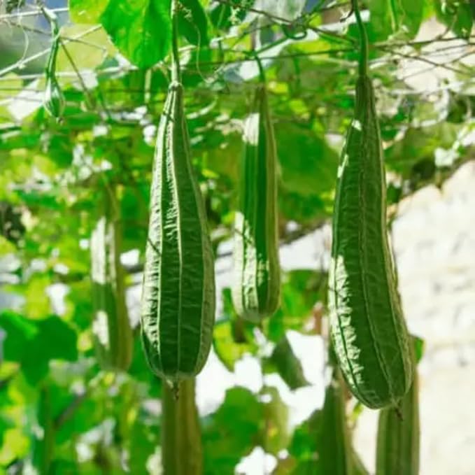 Ridge Gourd Luffa Plant in 4 Inch Pot 4 to 8 Inch Tall Gourd Luffa Plants for Garden Vegetable Vine Seedlings