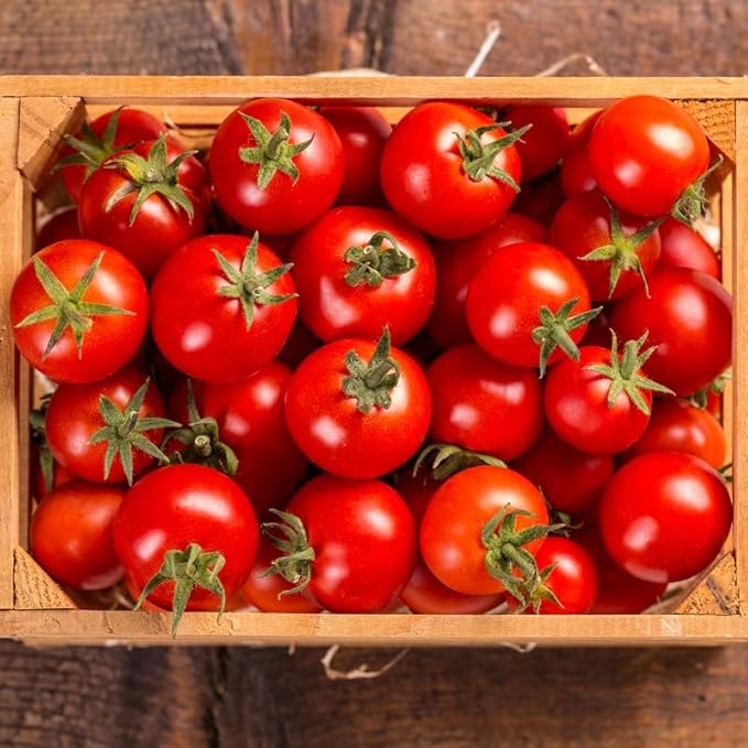 2 Tomato Plants Live for Planting Outdoors Tree Tomato Plant Seedling Tomato Plants Live 5 to 8 Inch Tall No Pot Cherry Tomato