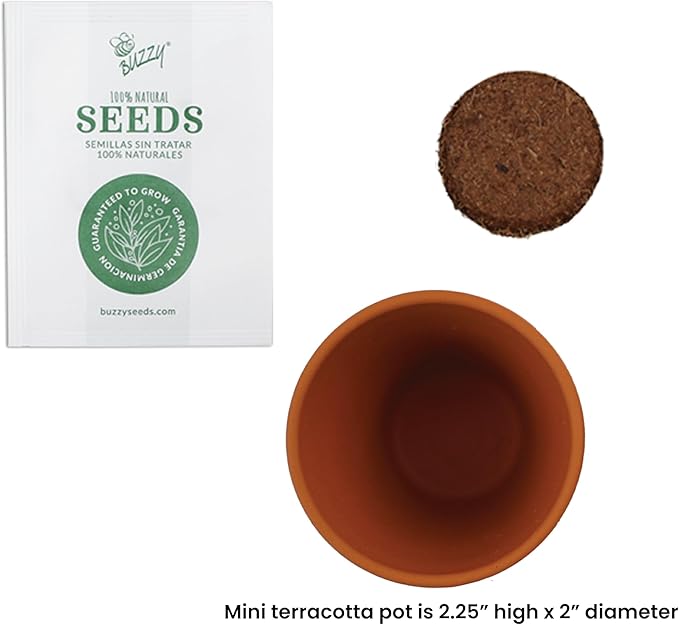 BUZZY Seeds Holiday Mini Spruce Kit 12-Pack – Terracotta Pots with Bear Penguin and Snowman Designs All-in-One Tree Seed Starter Set Stocking Stuffer Party Favor