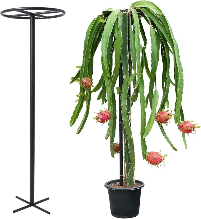 14x14x60 1PCS Dragon Fruit Trellis - Durable Metal Vertical Support Frame for Climbing Plants Easy Assembly with Instructions for Dragon Fruit Enthusiasts